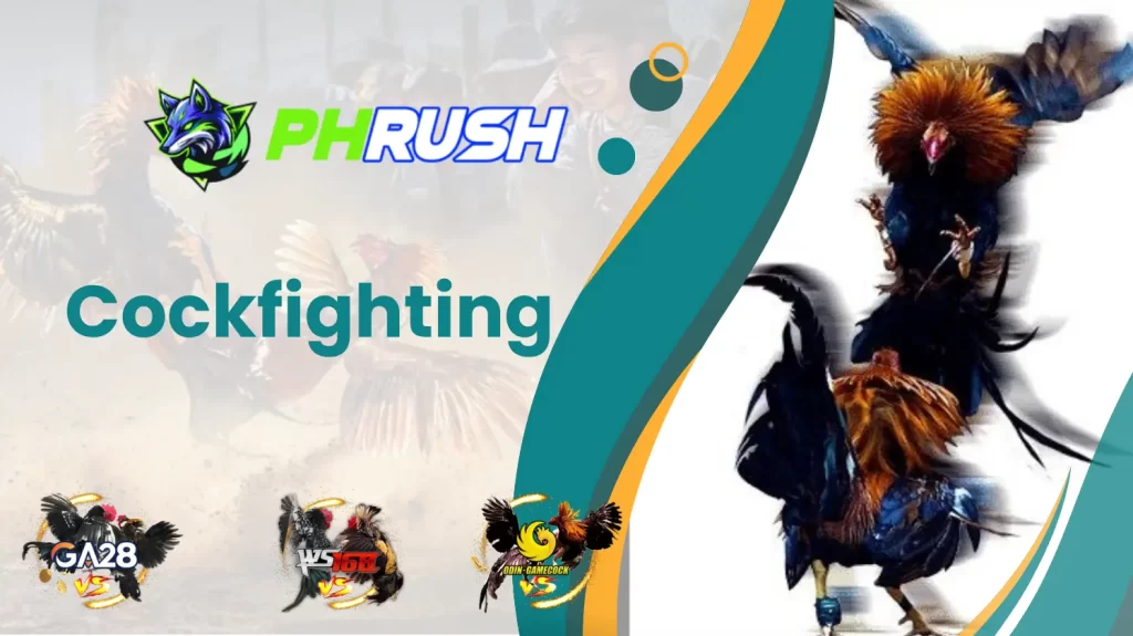 Instructions for participating in PhRush cockfighting for beginners