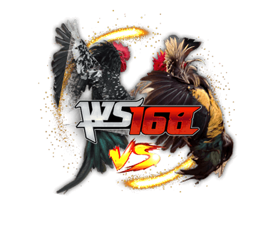 Cockfighting